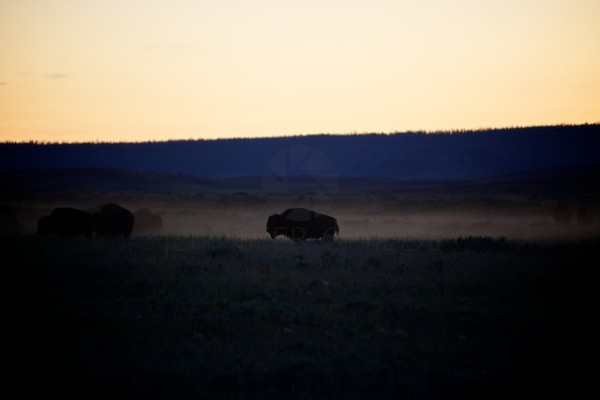 Bison In The Dust Yellowstone National Park 
